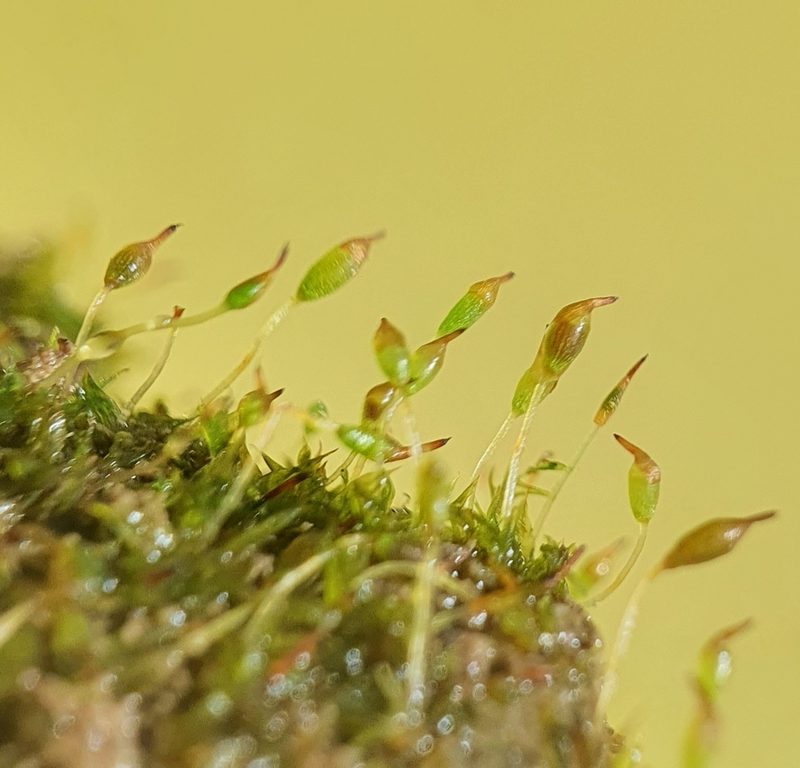 Microbryum starckeanum, photographed by Jonathan Hughes