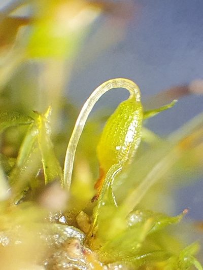 Microbryum starckeanum, photographed by Jonathan Hughes