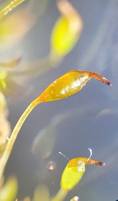 Microbryum starckeanum, photographed by Jonathan Hughes
