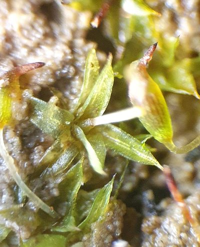 Microbryum starckeanum, photographed by Jonathan Hughes