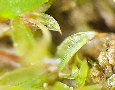 Microbryum starckeanum, photographed by Jonathan Hughes