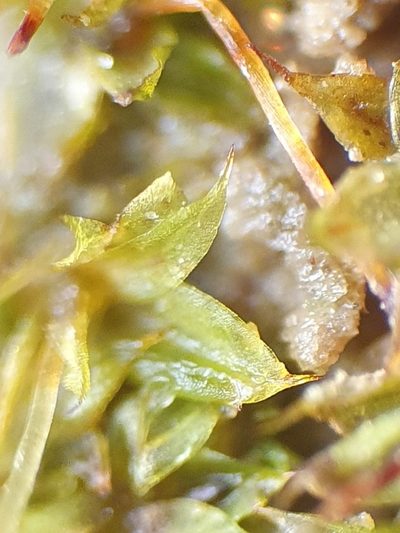 Microbryum starckeanum, photographed by Jonathan Hughes