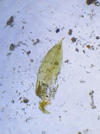 Microbryum starckeanum, photographed by Jonathan Hughes