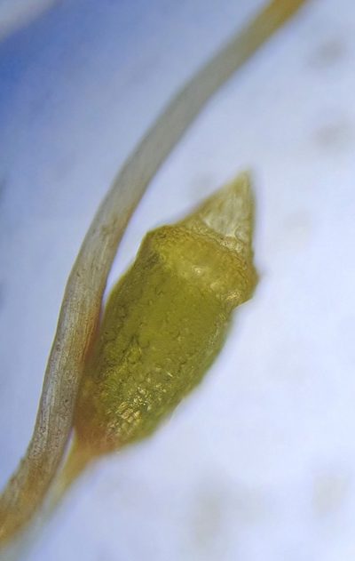 Microbryum starckeanum, photographed by Jonathan Hughes
