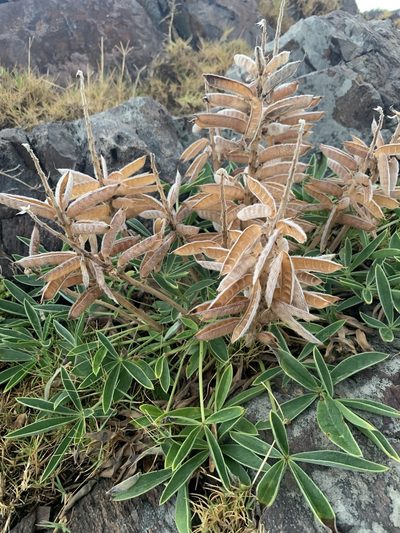 Lupinus multiflorus, photographed by Florencia Grattarola