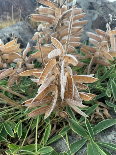 Lupinus multiflorus, photographed by Florencia Grattarola