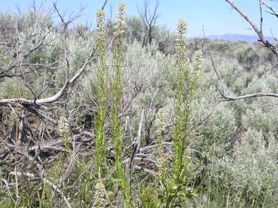 Thelypodium milleflorum, photographed by Matt Lavin