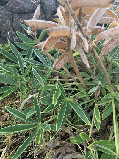 Lupinus multiflorus, photographed by Florencia Grattarola