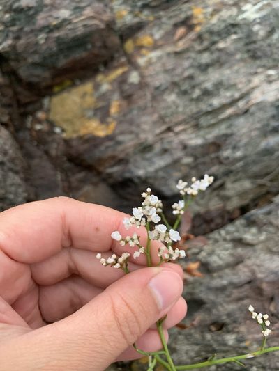 Limonium brasiliense, photographed by Florencia Grattarola