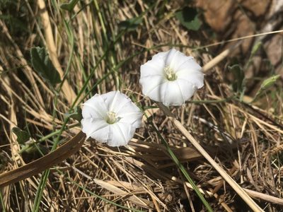 Convolvulus hermanniae, photographed by Valentín Alfano