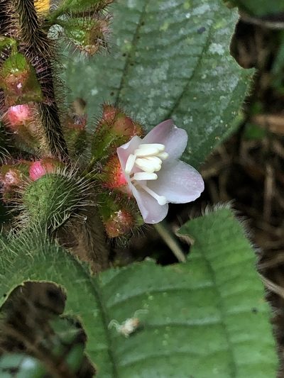 Miconia microphysca, photographed by Jared Shorma
