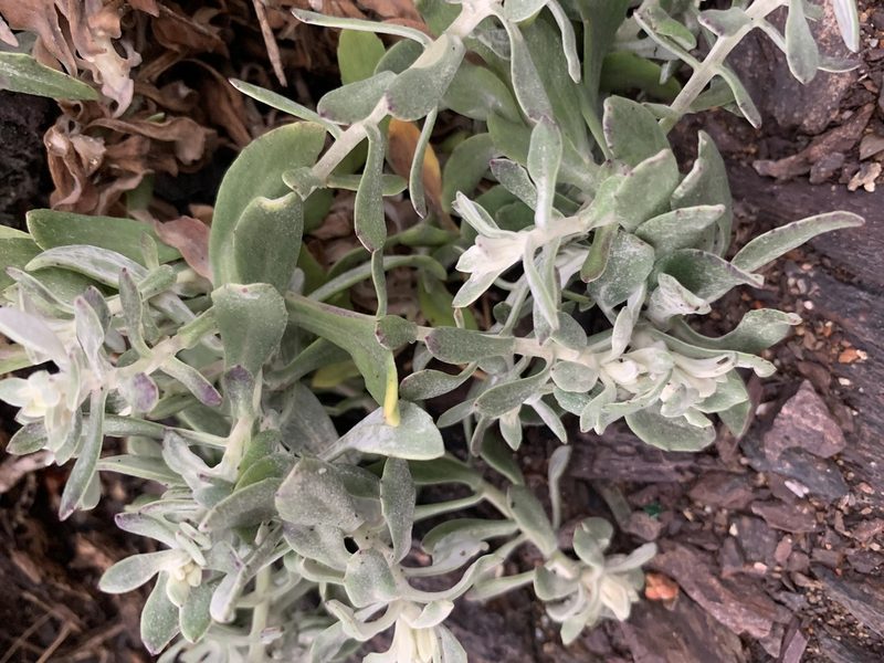 Senecio ostenii, photographed by Florencia Grattarola