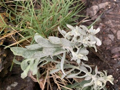 Senecio ostenii, photographed by Florencia Grattarola