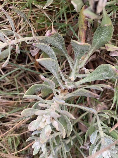Senecio ostenii, photographed by Florencia Grattarola