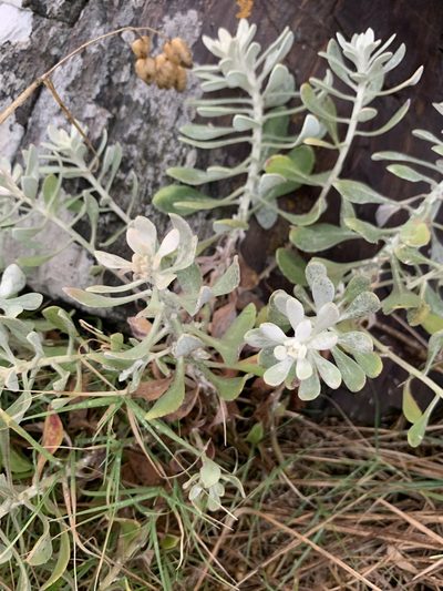 Senecio ostenii, photographed by Florencia Grattarola