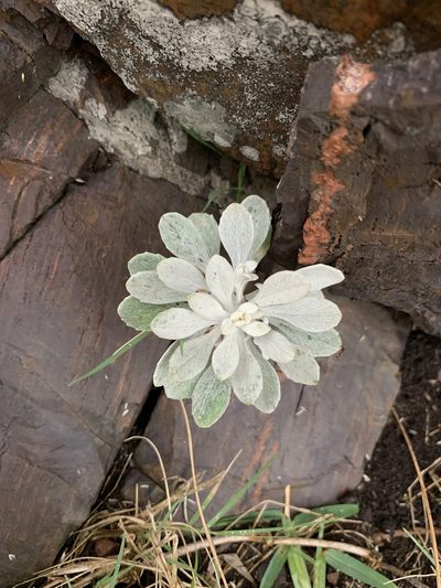 Senecio ostenii, photographed by Florencia Grattarola