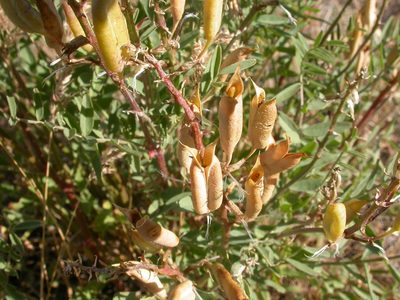 Astragalus eremiticus, photographed by Matt Lavin