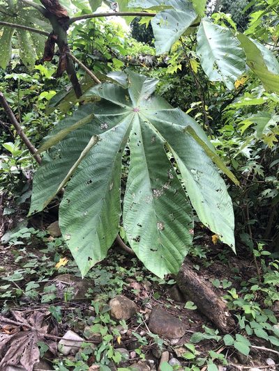 Cecropia strigosa, photographed by Jared Shorma