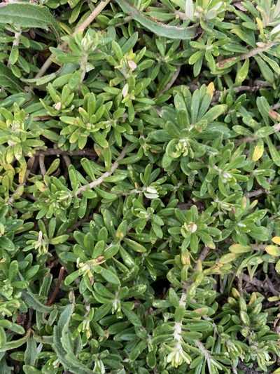 Baccharis patens, photographed by Florencia Grattarola