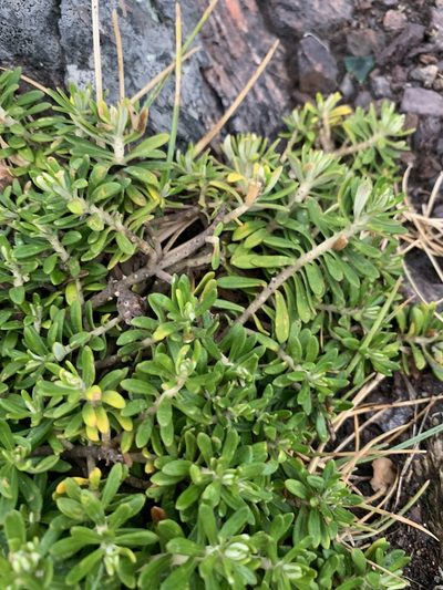 Baccharis patens, photographed by Florencia Grattarola