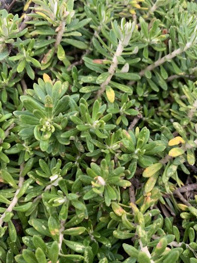Baccharis patens, photographed by Florencia Grattarola