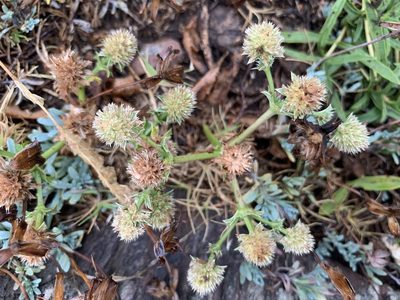 Eryngium nudicaule, photographed by Florencia Grattarola