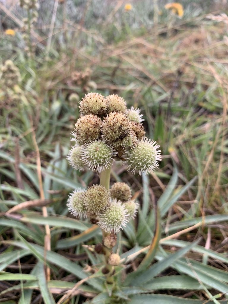 Eryngium megapotamicum, photographed by Florencia Grattarola
