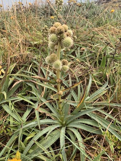 Eryngium megapotamicum, photographed by Florencia Grattarola