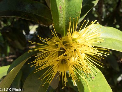 Xanthostemon chrysanthus, photographed by lallen