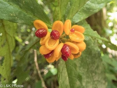 Pittosporum rubiginosum, photographed by lallen