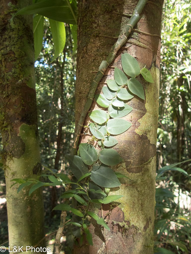 Rhaphidophora hayi, photographed by lallen