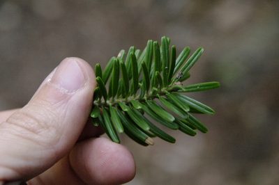 Abies firma, photographed by Eric Knight