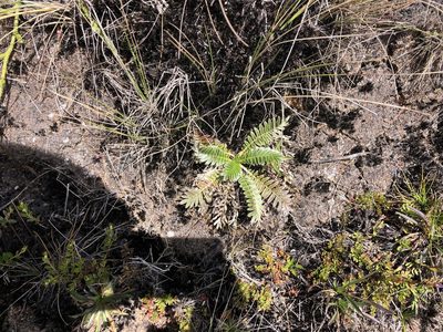 Acaena cylindristachya, photographed by Loren Cassin Sackett