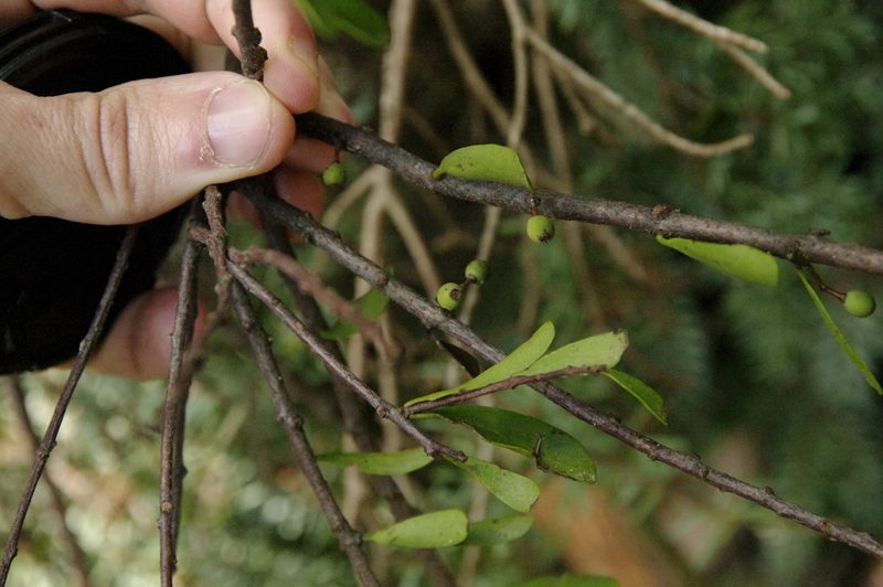 Taxillus kaempferi, photographed by Eric Knight