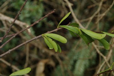 Taxillus kaempferi, photographed by Eric Knight