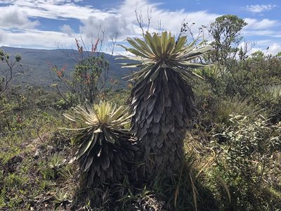 Espeletia corymbosa, photographed by Loren Cassin Sackett