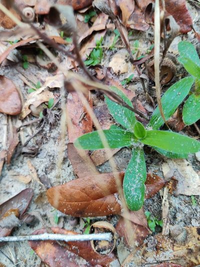 Pityopsis flexuosa, photographed by Scott Allen Davis