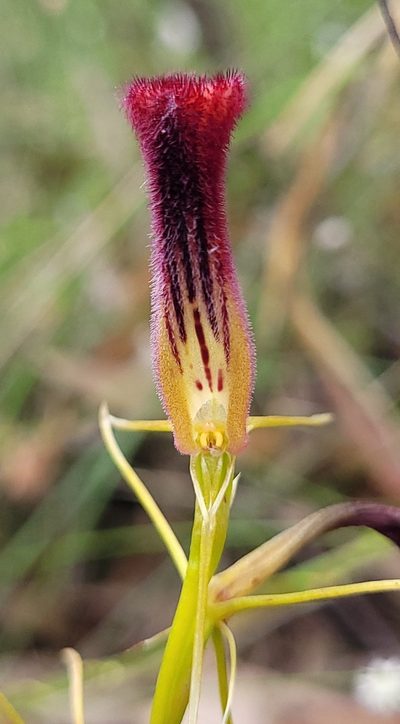 Cryptostylis hunteriana, photographed by Eamonn Culhane
