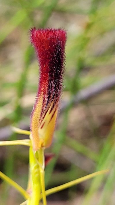 Cryptostylis hunteriana, photographed by Eamonn Culhane