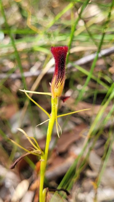 Cryptostylis hunteriana, photographed by Eamonn Culhane
