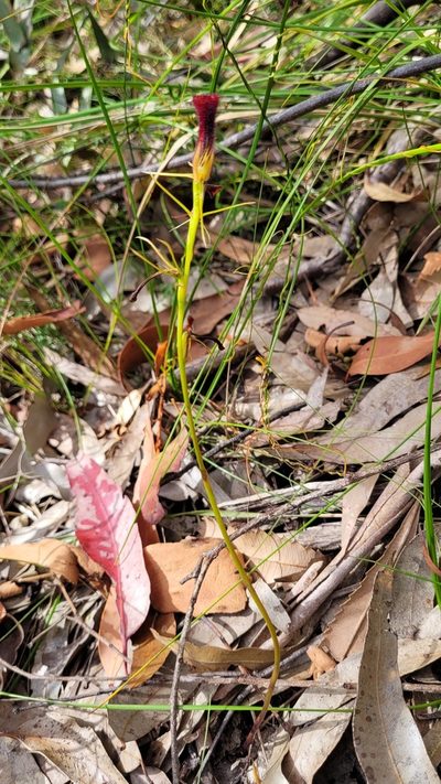 Cryptostylis hunteriana, photographed by Eamonn Culhane