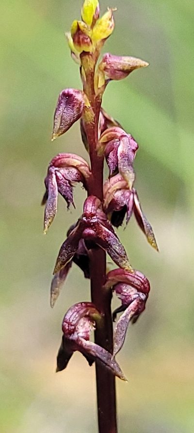 Genoplesium ruppii, photographed by Eamonn Culhane