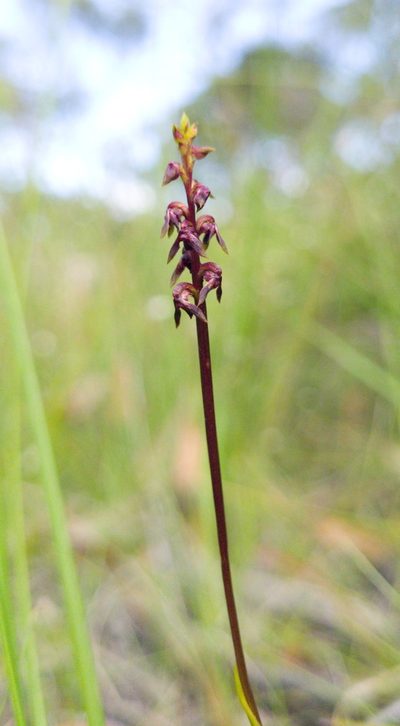 Genoplesium ruppii, photographed by Eamonn Culhane