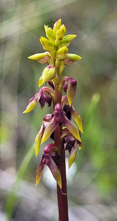 Genoplesium ruppii, photographed by Eamonn Culhane