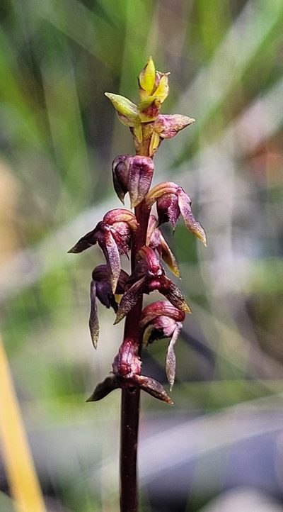 Genoplesium ruppii, photographed by Eamonn Culhane