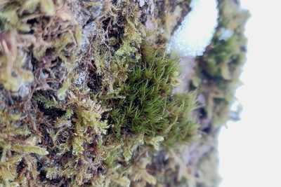 Dicranum viride, photographed by Quinten Wiegersma