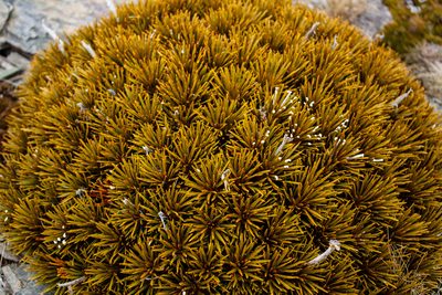 Aciphylla dobsonii, photographed by Carey_Knox_Southern_Scales