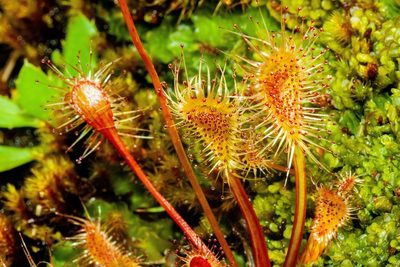 Drosera stenopetala, photographed by Carey_Knox_Southern_Scales