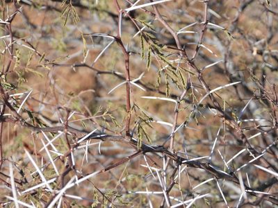 Vachellia constricta, photographed by Jared Shorma