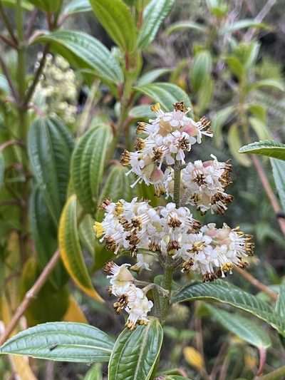 Miconia crocea, photographed by Diego F. Cisneros-Heredia